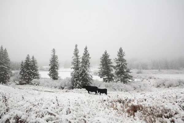 Bydło Zimowych Pastwisk — Zdjęcie stockowe