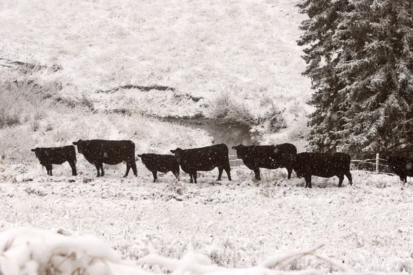 在冬季牧场的牛 — 图库照片