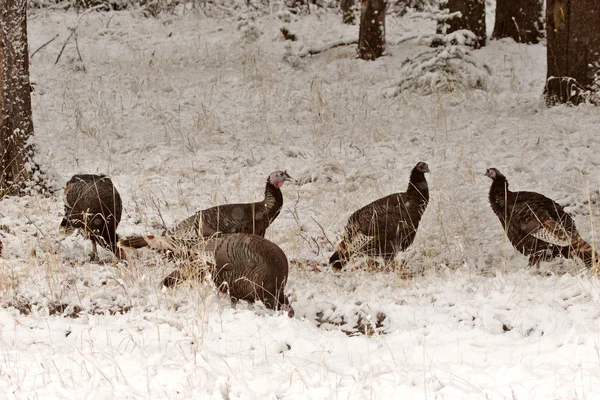冬の野生のトルコ — ストック写真