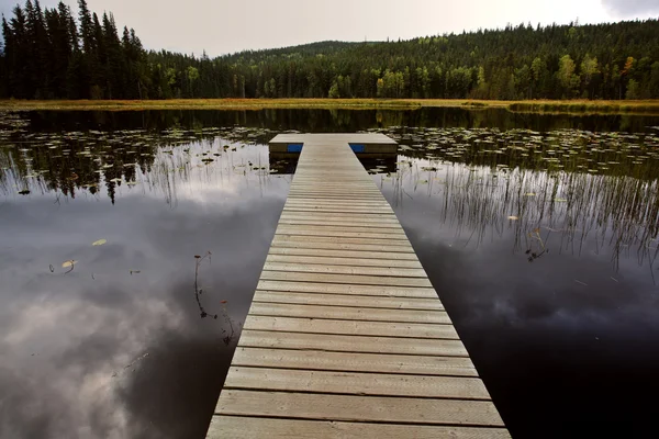 Dok Waterlelies Lake Brits Columbia — Stockfoto
