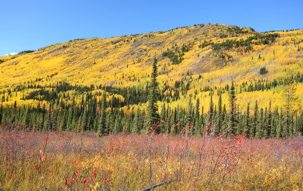 Colores Otoñales Columbia Británica Del Norte — Foto de Stock