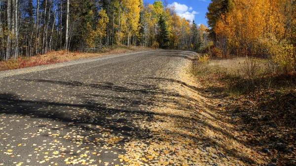 Осенние листья вдоль дороги Северной Британской Колумбии — стоковое фото