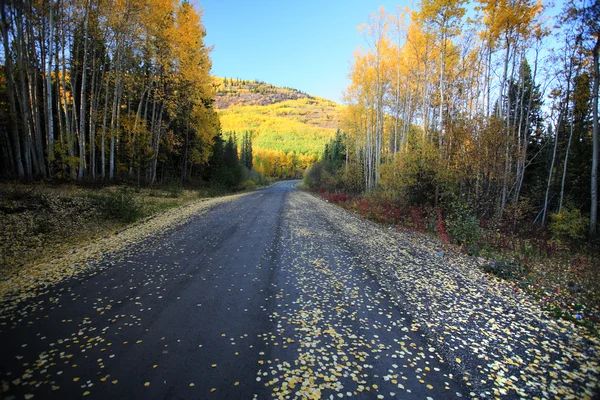 Осенние цвета вдоль дороги Северной Британской Колумбии — стоковое фото