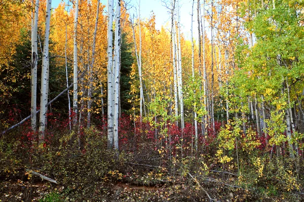 Herbstfarben Entlang Der Nordbritischen Columbia Road — Stockfoto