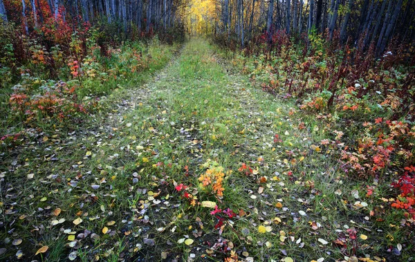 Höstfärger Norra British Columbia Skog — Stockfoto