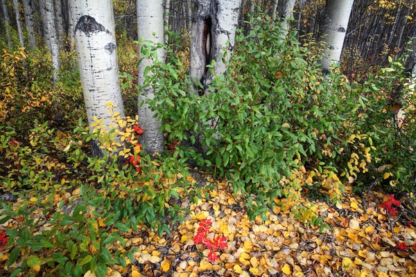 Herbstfarben in einem nordbritischen Kolumbienwald — Stockfoto
