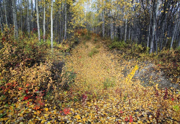 在北部的不列颠哥伦比亚省森林的秋色 — 图库照片