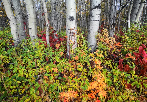 Brit columbia északi erdő őszi színek — Stock Fotó