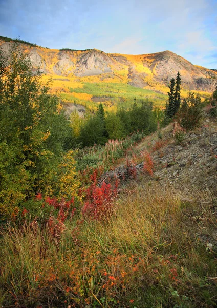 Podzimní Barvy Severní Provincii Britská Kolumbie — Stock fotografie