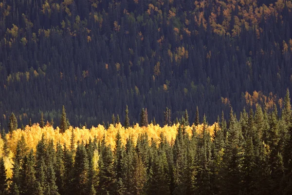 Herbstliche Espen zwischen Latschenkiefern — Stockfoto