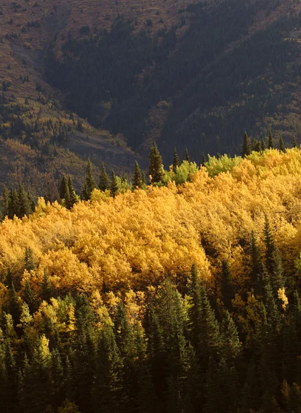 Осенние Цветные Aspens Среди Сосны Lodgepole — стоковое фото
