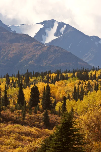 Hösten färgade Aspar bland ask pines — Stockfoto