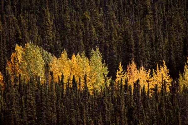 Podzimní barevné osik mezi borovice pokroucená — Stock fotografie