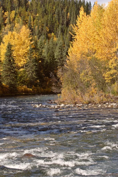 Őszi színes duzzasztógátjáig creek, Brit Columbia fák — Stock Fotó