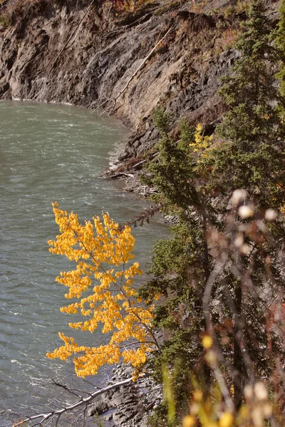 Őszi színű fák hegyi úton, british Columbia — Stock Fotó