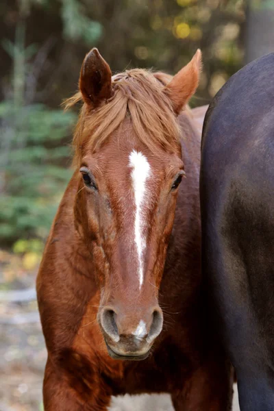 Range horses along British Columbia road — Stock Photo, Image