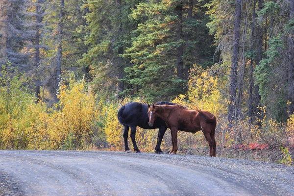 Range Horses British Columbia Road — Stock Photo, Image