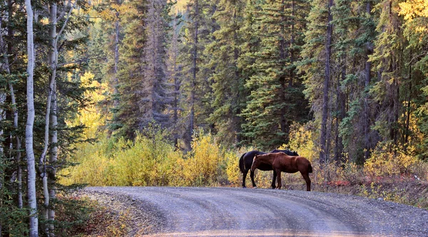 Stock image Range horses along British Columbia road