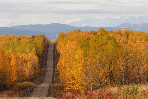 Hösten Färgade Träd Längs Vägen British Columbia — Stockfoto