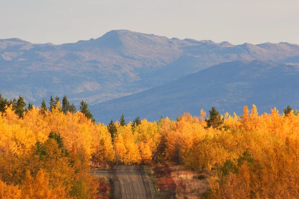 Árboles de color otoñal a lo largo de la carretera en Columbia Británica —  Fotos de Stock