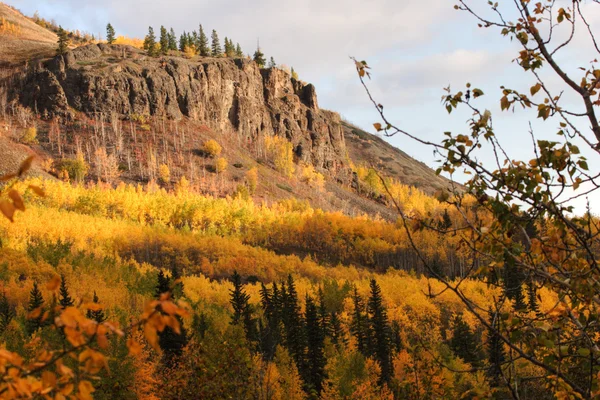 Őszi színű fák, a hegy lejtőjén, british Columbia — Stock Fotó
