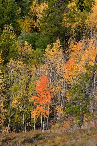 Arbres colorés d'automne à flanc de colline en Colombie-Britannique — Photo
