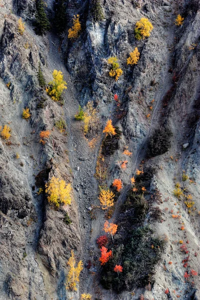 Stock image Autumn colored trees on mountainside in British Columbia