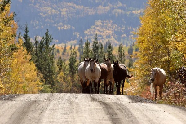 Range heste langs British Columbia vej - Stock-foto