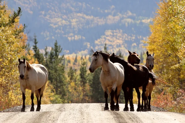 stock image Range horses along British Columbia road