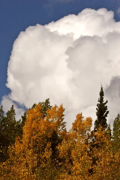 Cumulonimbus Nuvem Sobre Floresta Colúmbia Britânica — Fotografia de Stock