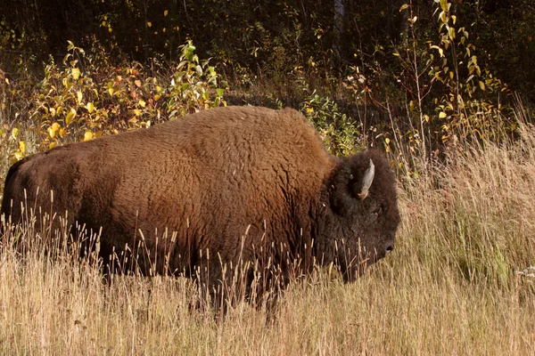 Samotny buffalo wzdłuż autostrady alaska — Zdjęcie stockowe