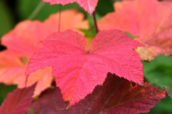 Kolorowe Szerokie Liście Jesienią — Zdjęcie stockowe