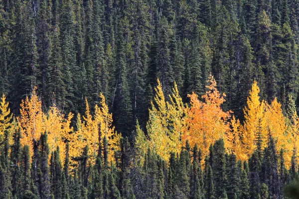 Kleurrijke Bos Brits Columbia — Stockfoto