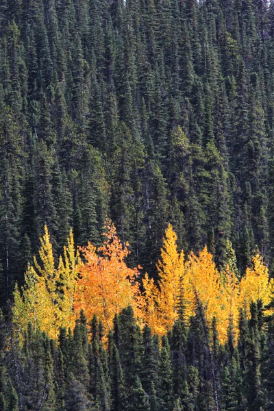 Красочные леса Британской Колумбии — стоковое фото