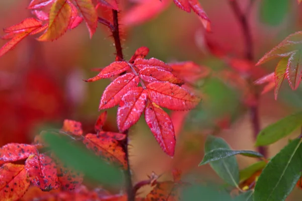 Planta colorida no outono — Fotografia de Stock