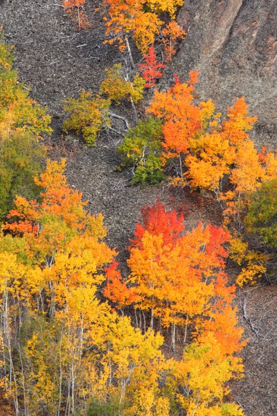 Őszi fák végig hegyoldal british columbia — Stock Fotó
