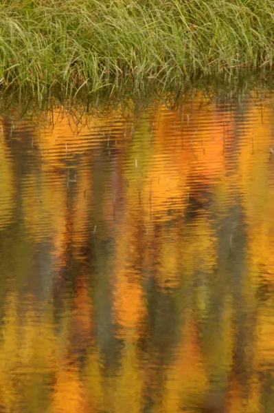 Reflejo Agua Árboles Otoñales Columbia Británica — Foto de Stock