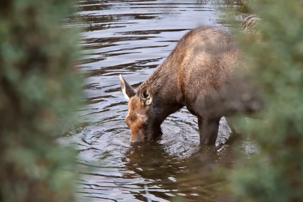 Cow moose drinking from Yukon stream — Stock Photo, Image