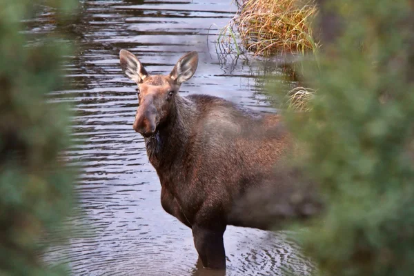 Cow moose standing in Yukon stream — Stock Photo, Image