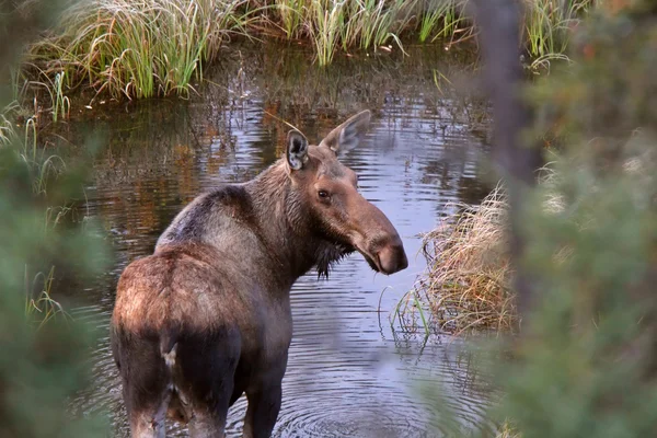 Cow moose standing in Yukon stream — Stock Photo, Image