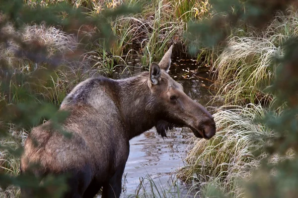 L'orignal de vache debout dans les régions sauvages du Yukon — Photo