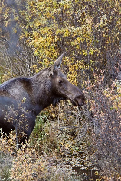 Stojący Łoś Krowy Dziczy Yukon — Zdjęcie stockowe