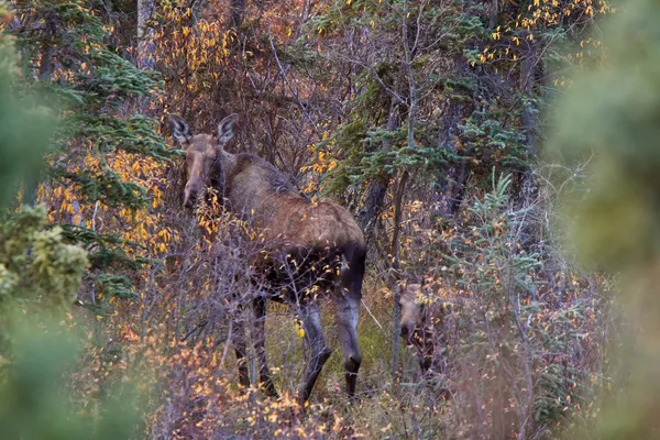 Koe en kalf moose in yukon wildernis — Stockfoto