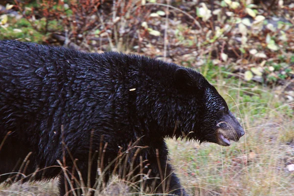 Black Bear along British Columbia highway — Stock Photo, Image