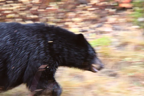 Чёрный Медведь Вдоль Шоссе Британской Колумбии — стоковое фото