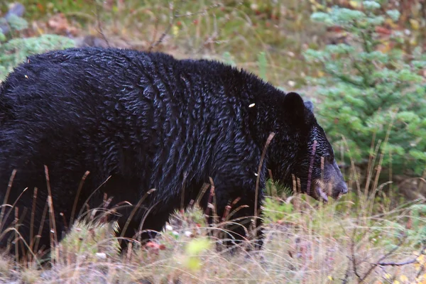 Чёрный медведь вдоль шоссе Британской Колумбии — стоковое фото