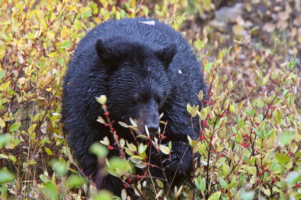 Black Bear along British Columbia highway — Stock Photo, Image