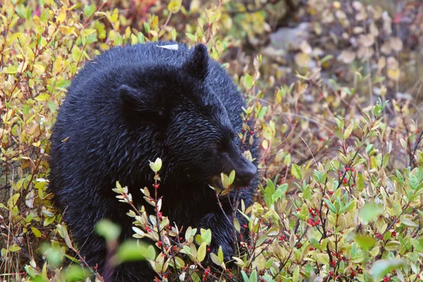 Černý Medvěd Silnici Britská Kolumbie — Stock fotografie
