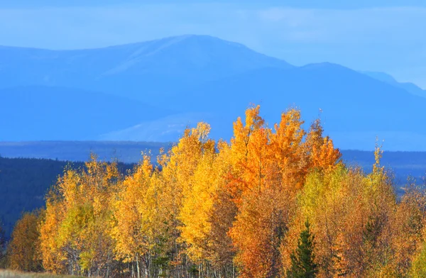 Autumn Aspens in British Columbia — Stock Photo, Image