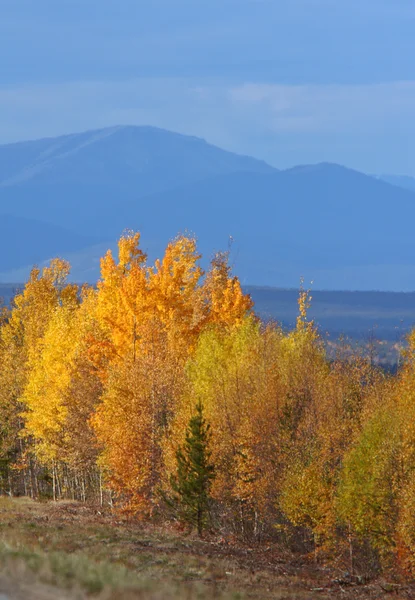 Autumn Aspens British Columbia — Stock Photo, Image